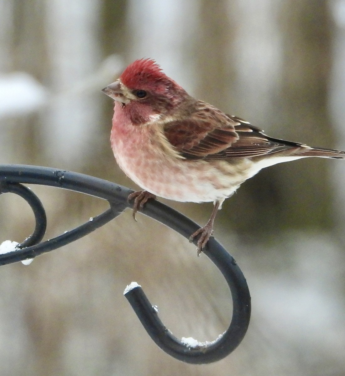 Purple Finch - ML646634696