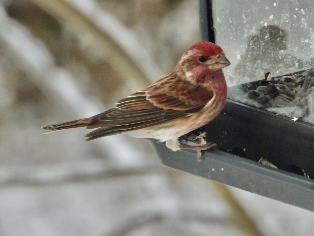 Purple Finch - ML646634697