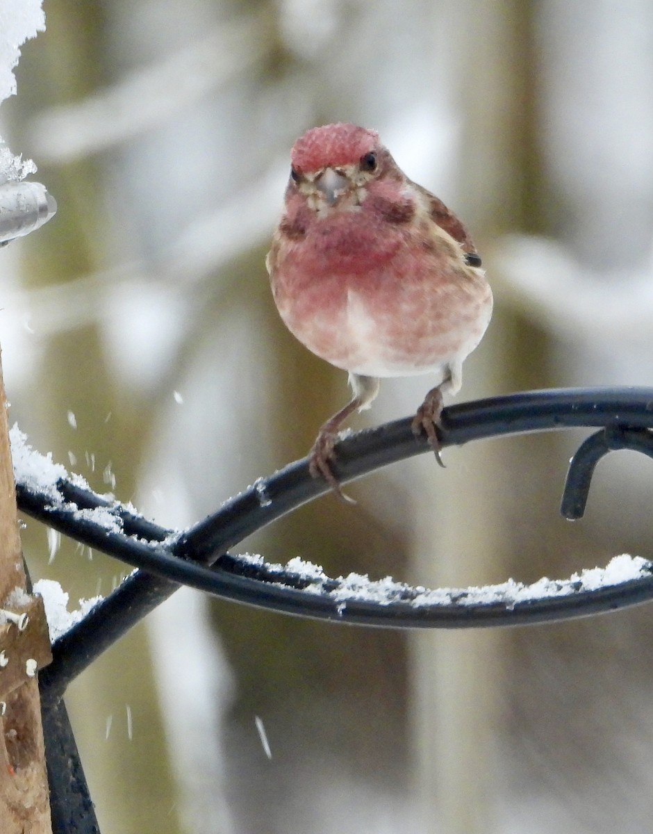 Purple Finch - ML646634698