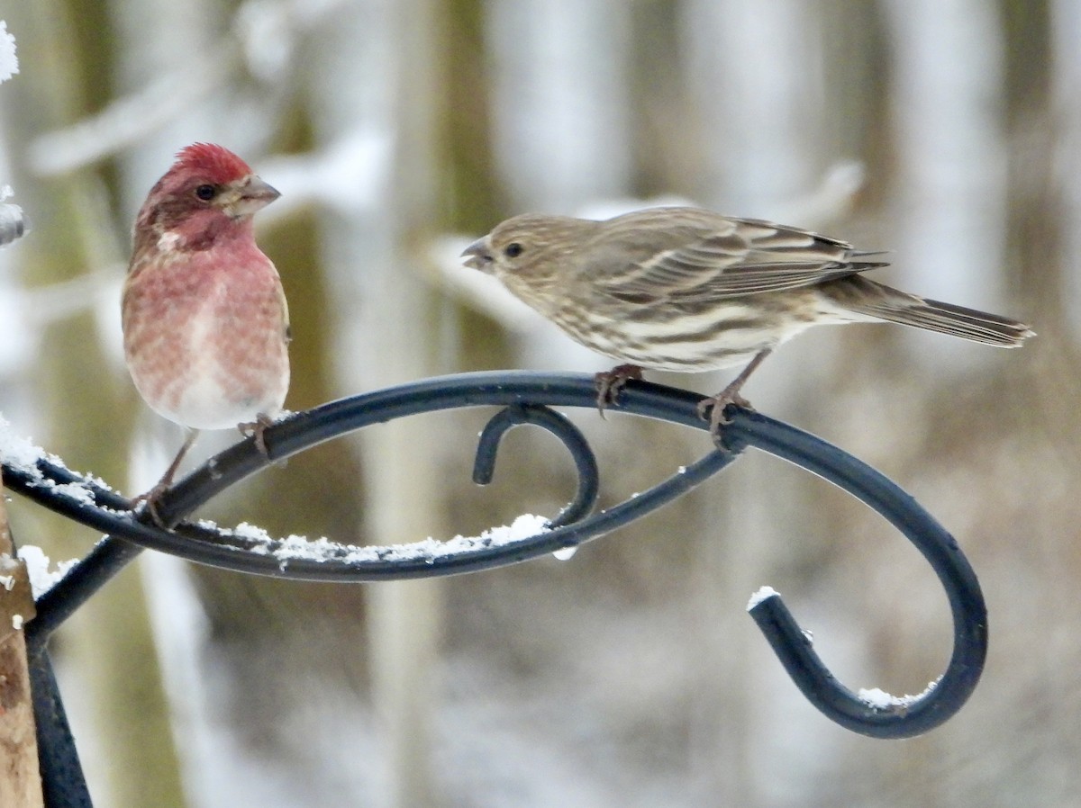 Purple Finch - ML646634699