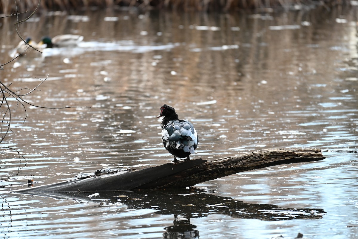 Muscovy Duck (Domestic type) - ML646634701