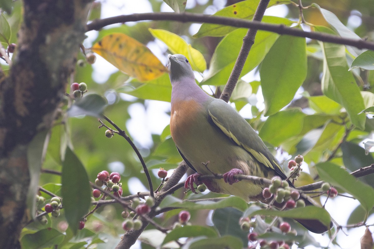 Pink-necked Green-Pigeon - ML646634702