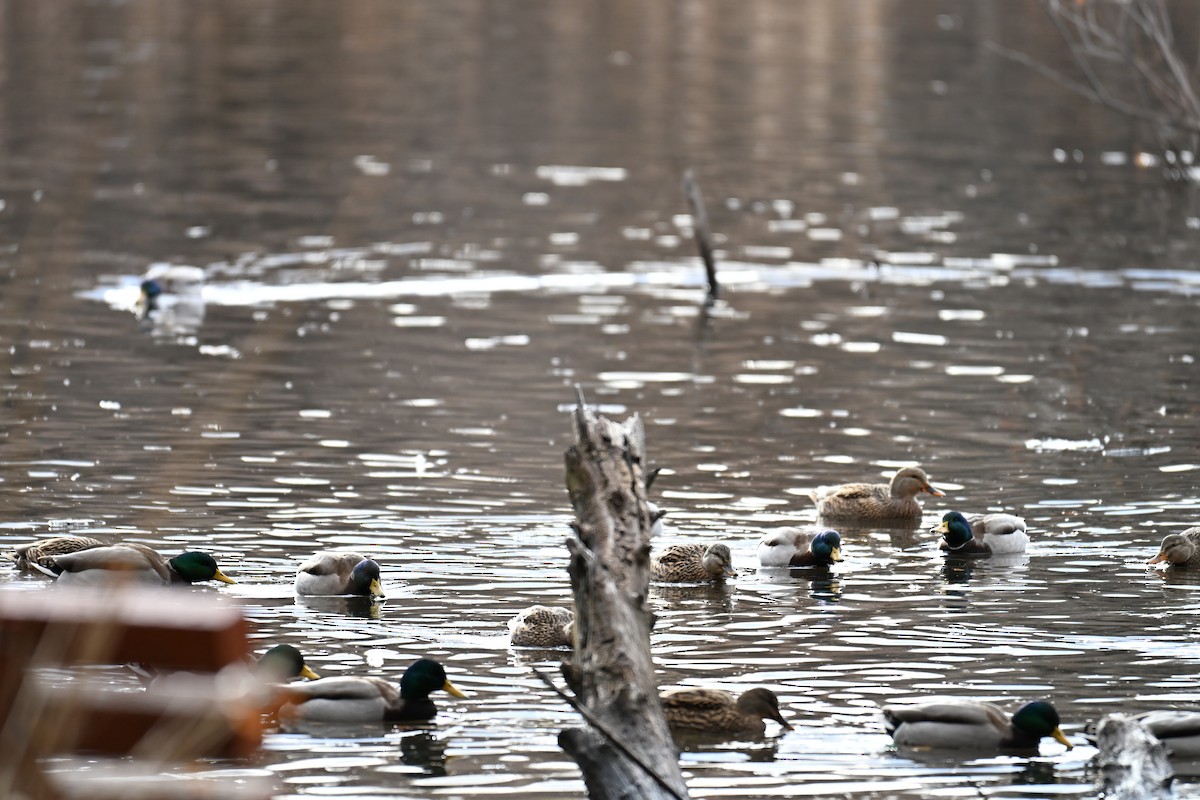 Mallard - ML646634705