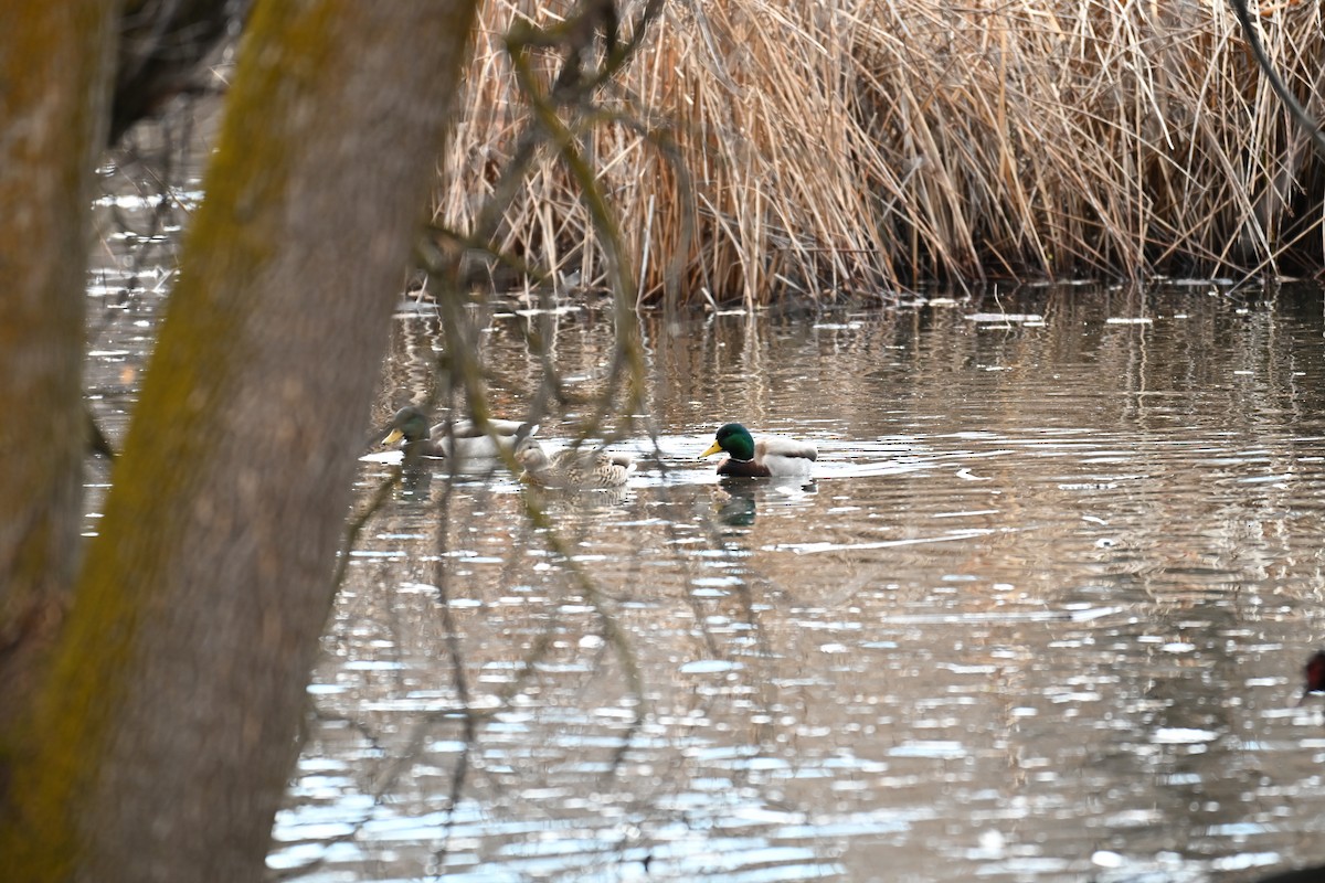 Mallard - ML646634706