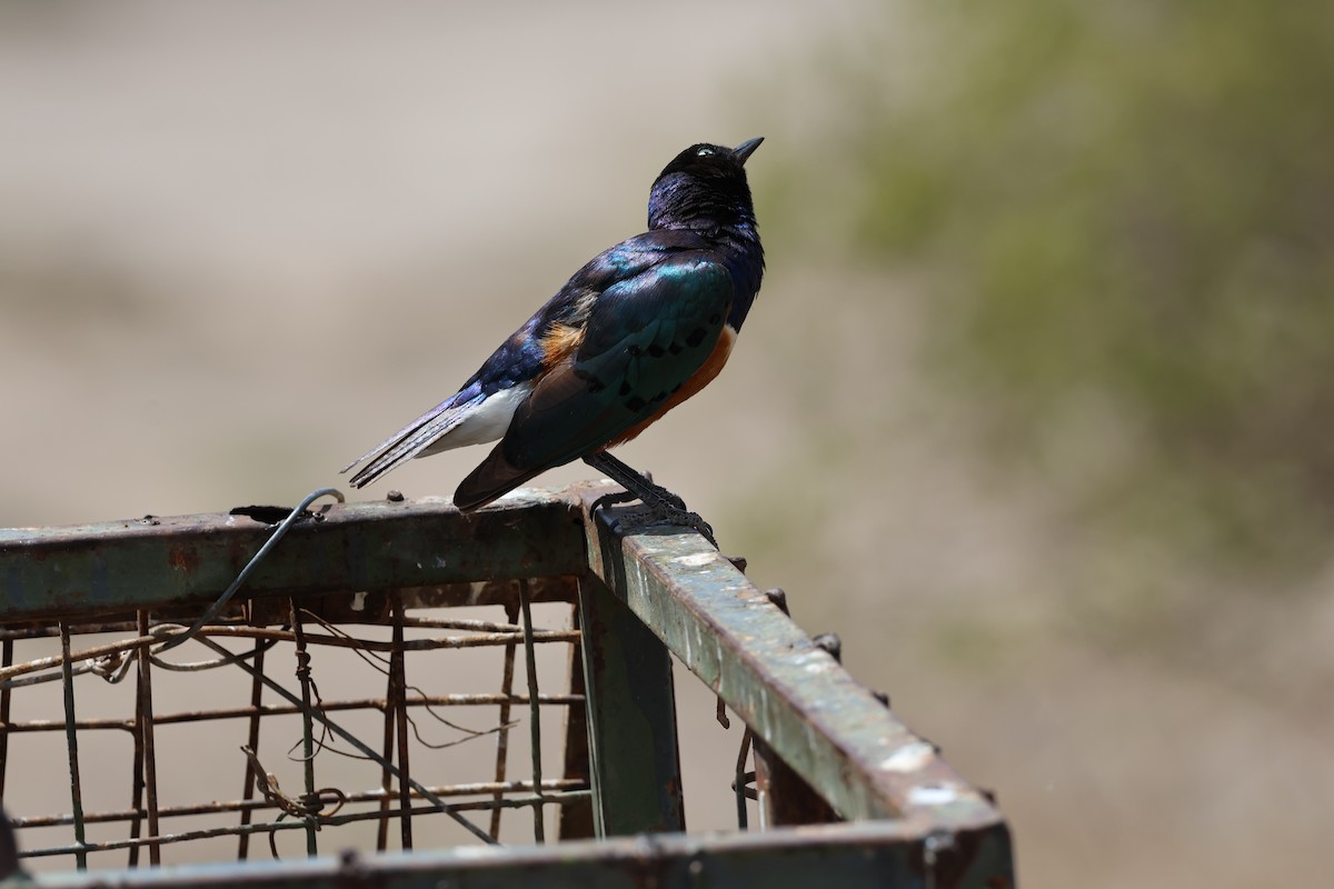 Superb Starling - ML646634709