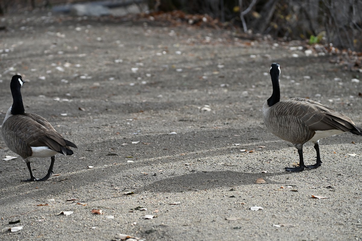 Canada Goose - ML646634712