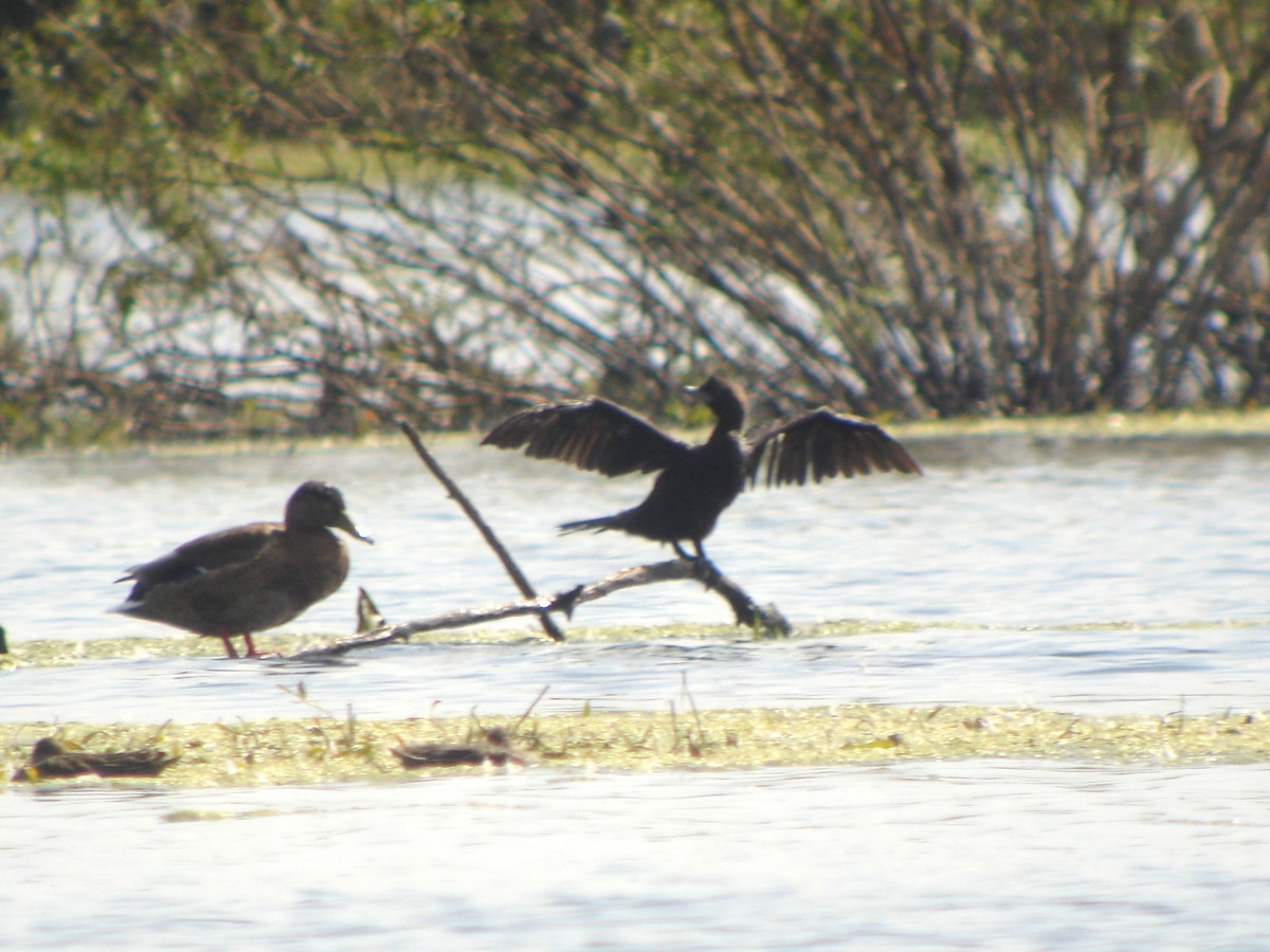 Pygmy Cormorant - ML646634714