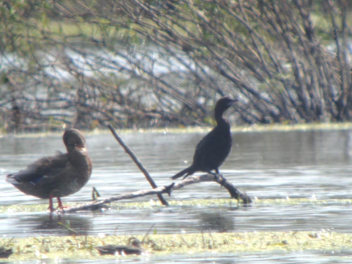Pygmy Cormorant - ML646634715
