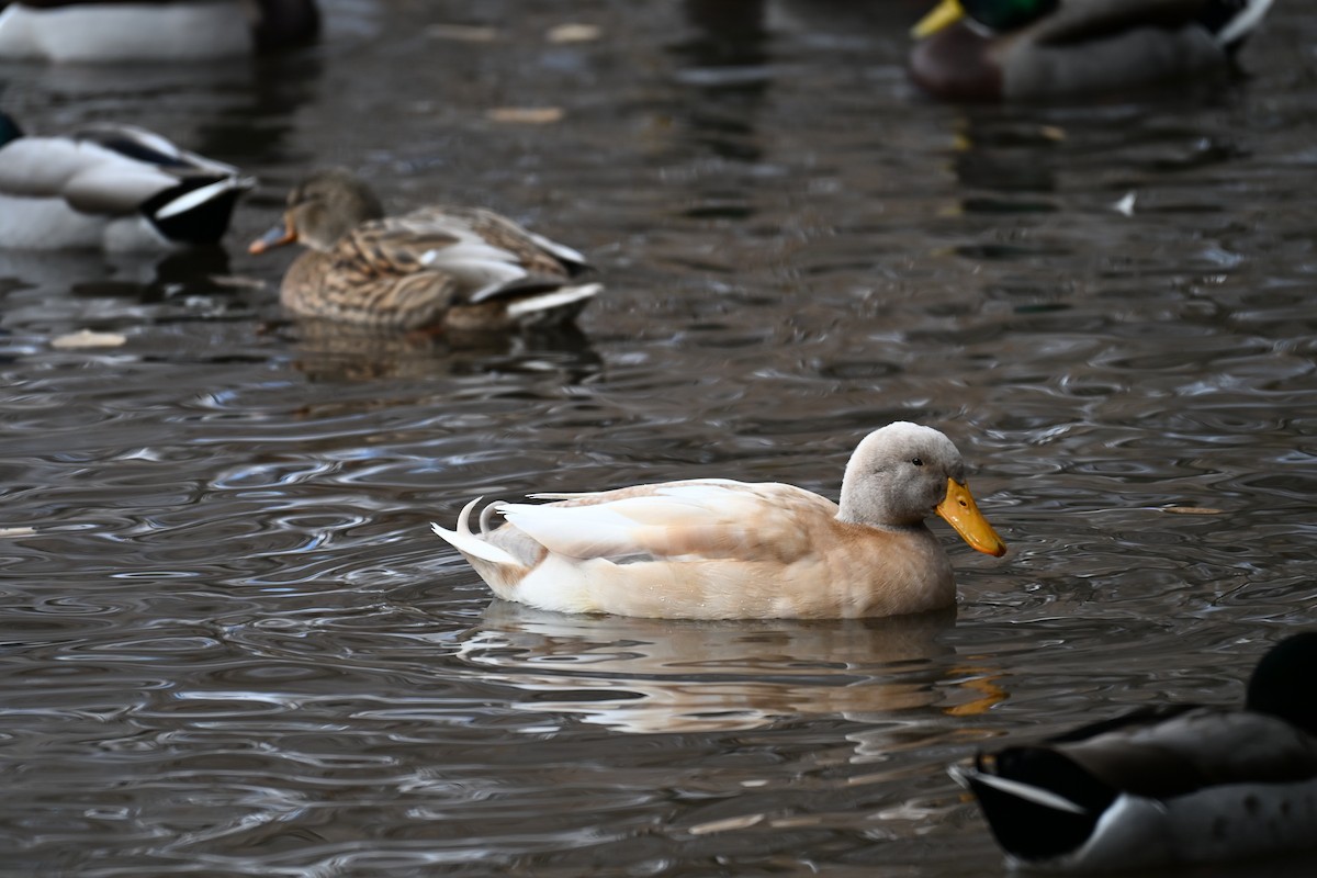 Mallard (Domestic type) - ML646634716