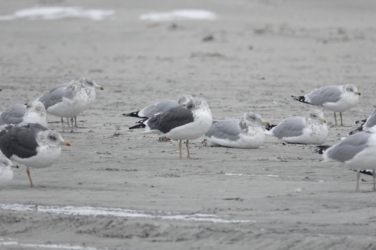 Zafferano - ML646634717