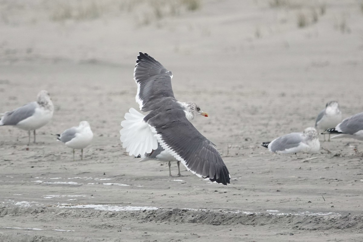 Zafferano - ML646634718