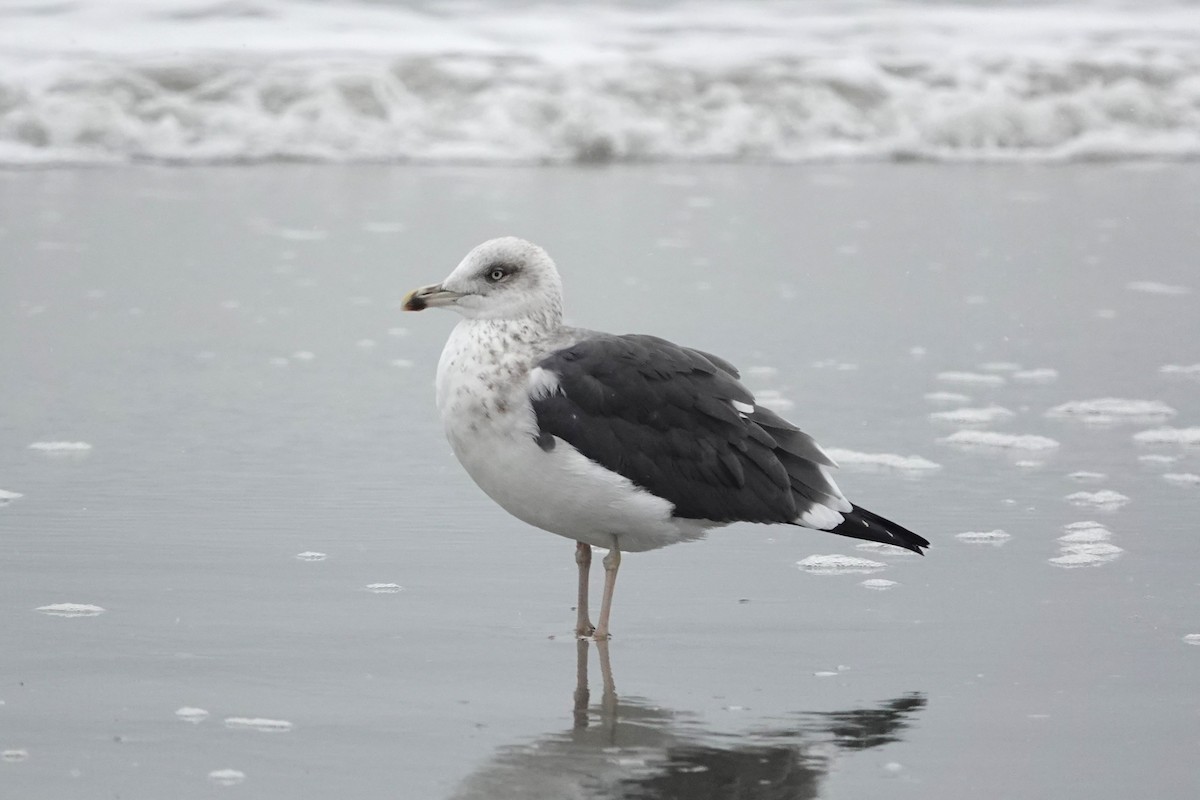 Zafferano - ML646634719