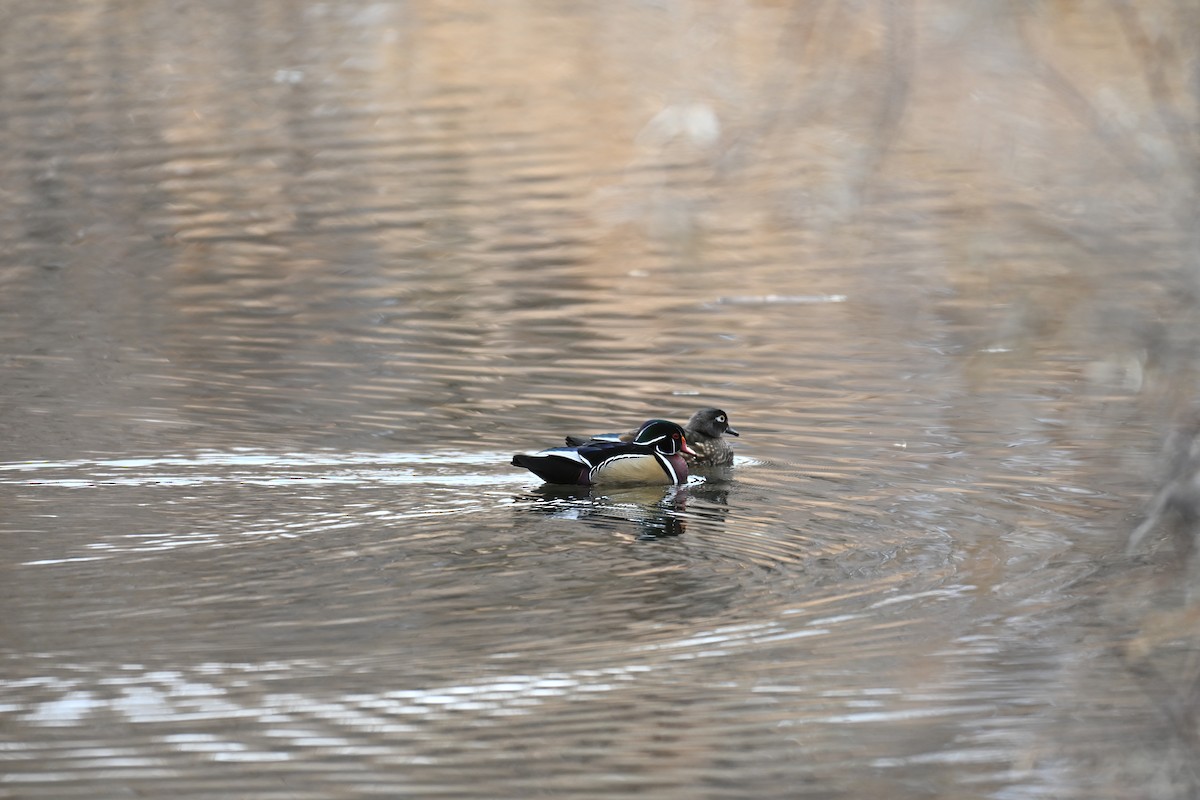 Wood Duck - ML646634724