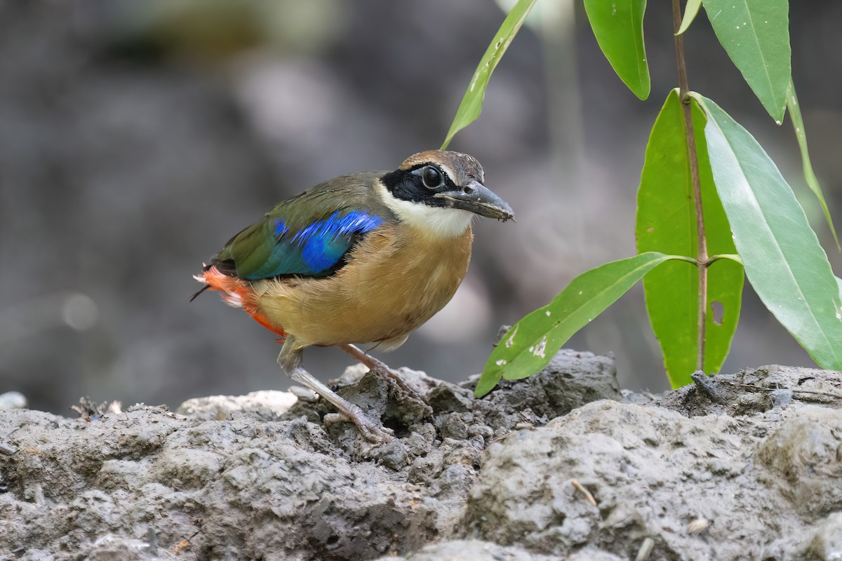 Mangrove Pitta - ML646634725