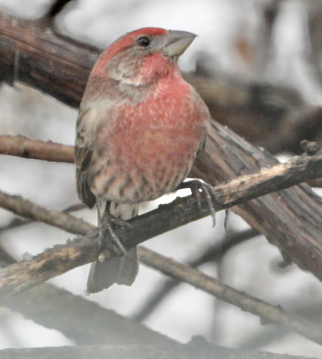 House Finch - ML646634726