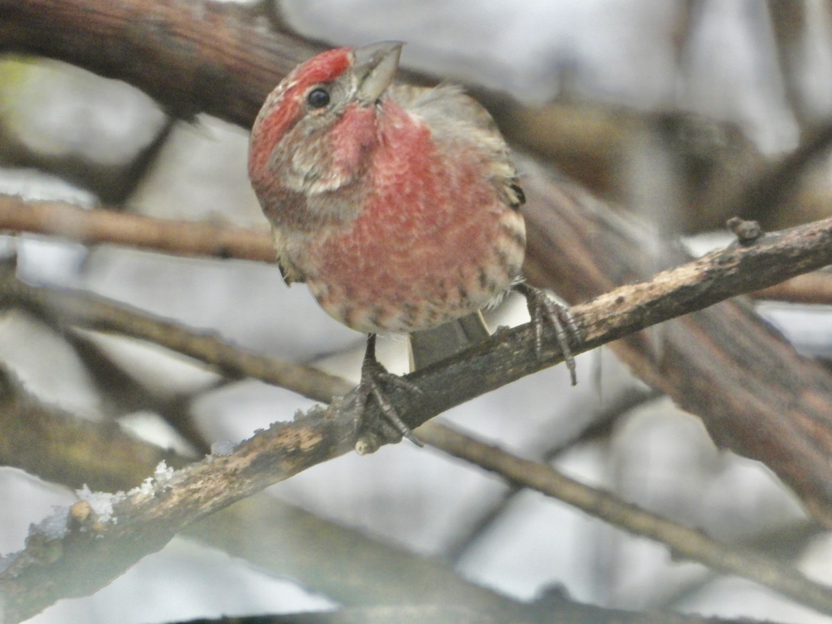 House Finch - ML646634727