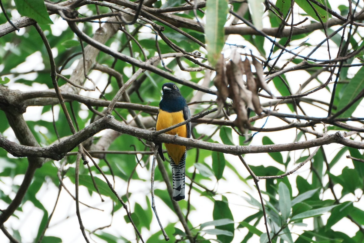 Gartered Violaceous Trogon - ML646634730