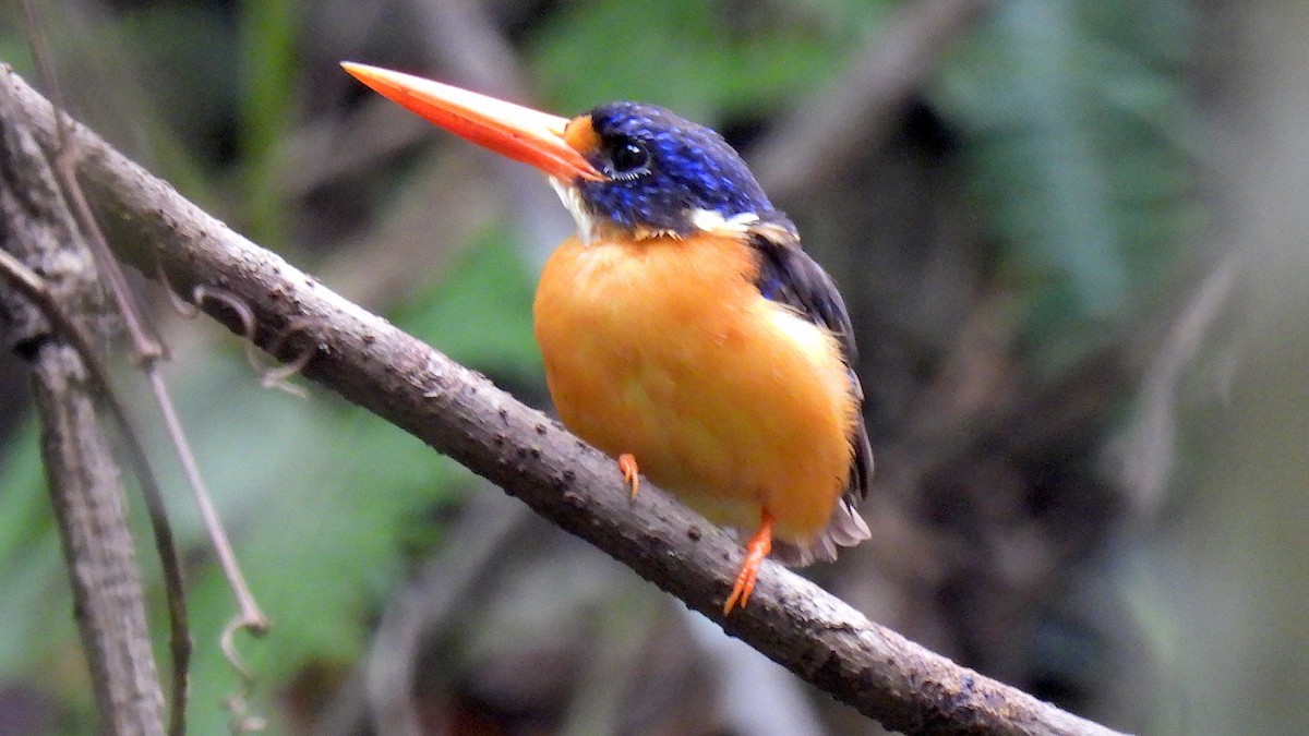 Moluccan Dwarf-Kingfisher (North Moluccan) - ML646634731