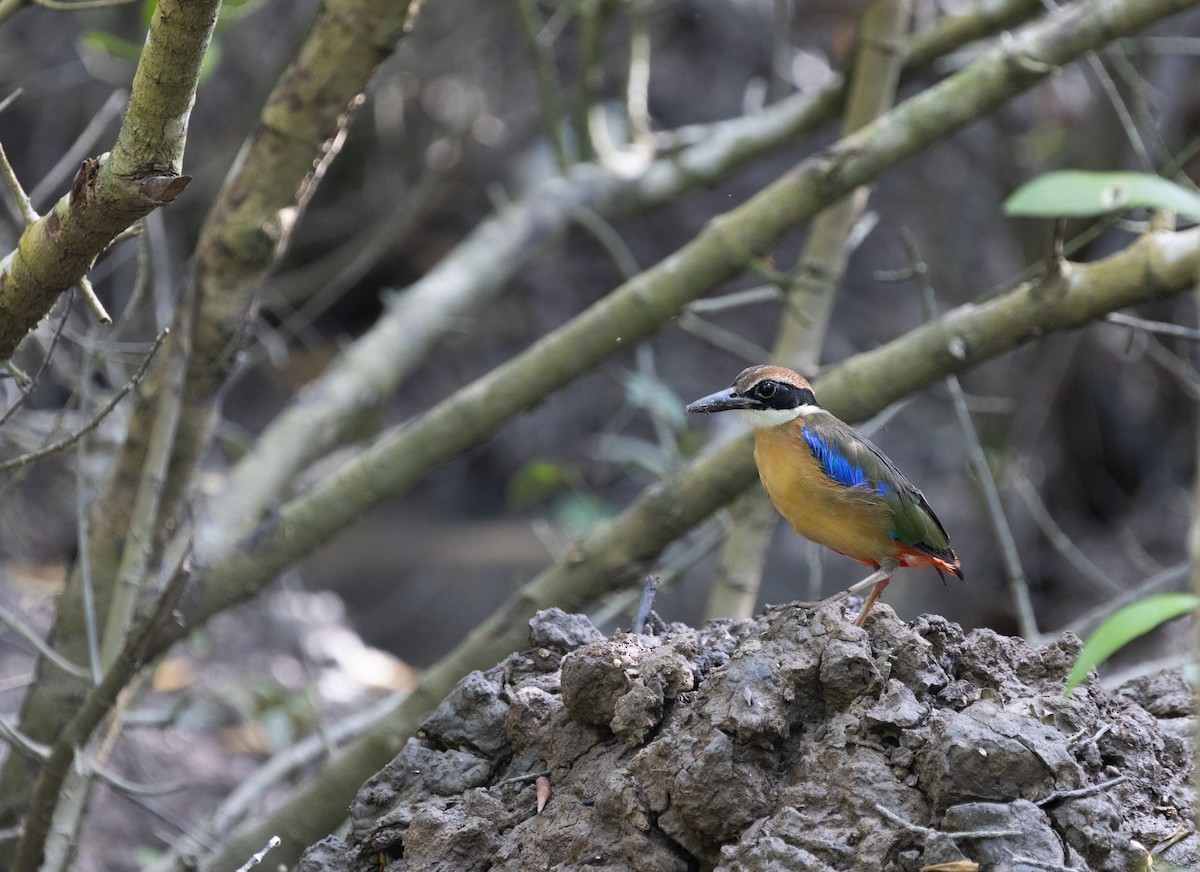 Mangrove Pitta - ML646634733