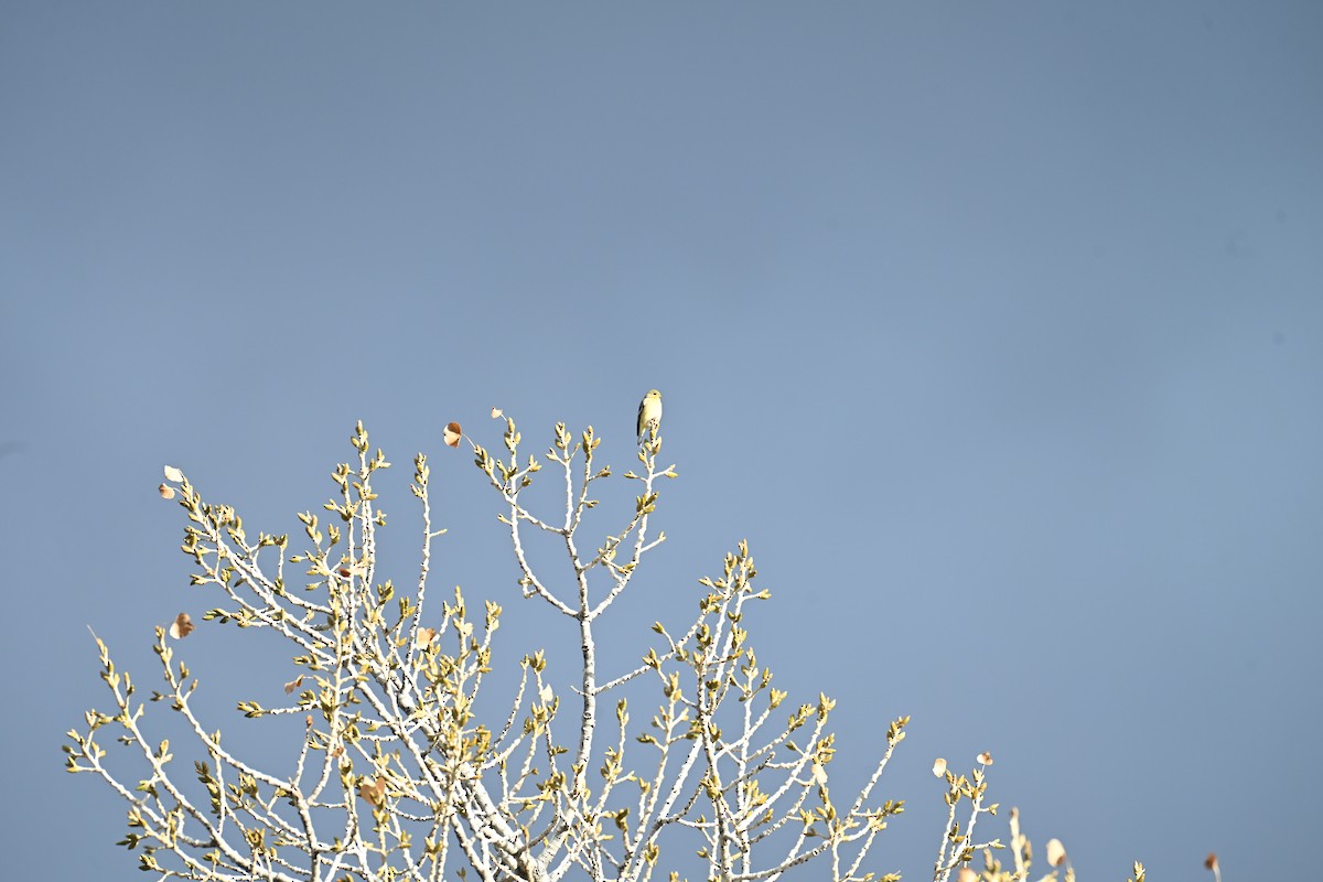 Lesser Goldfinch - ML646634734