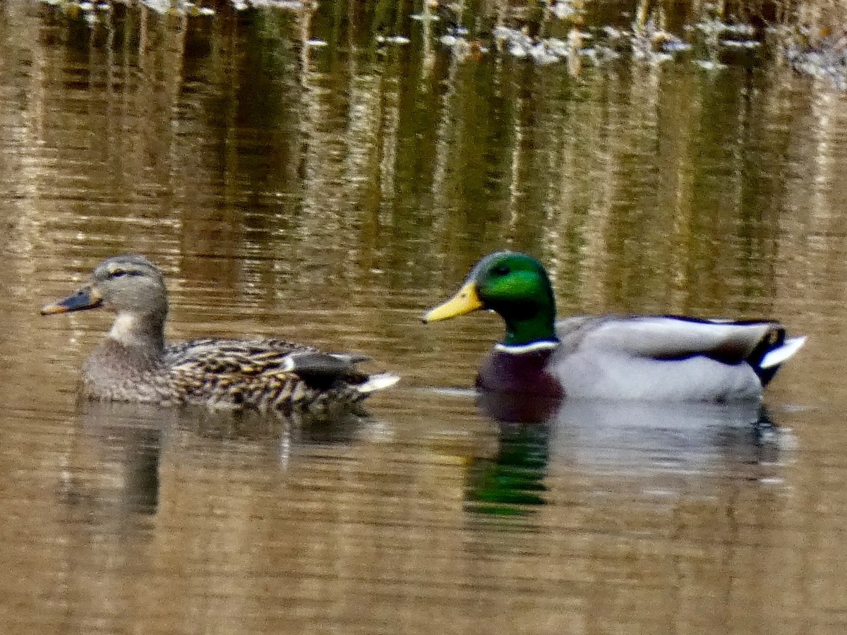Canard colvert - ML646634735