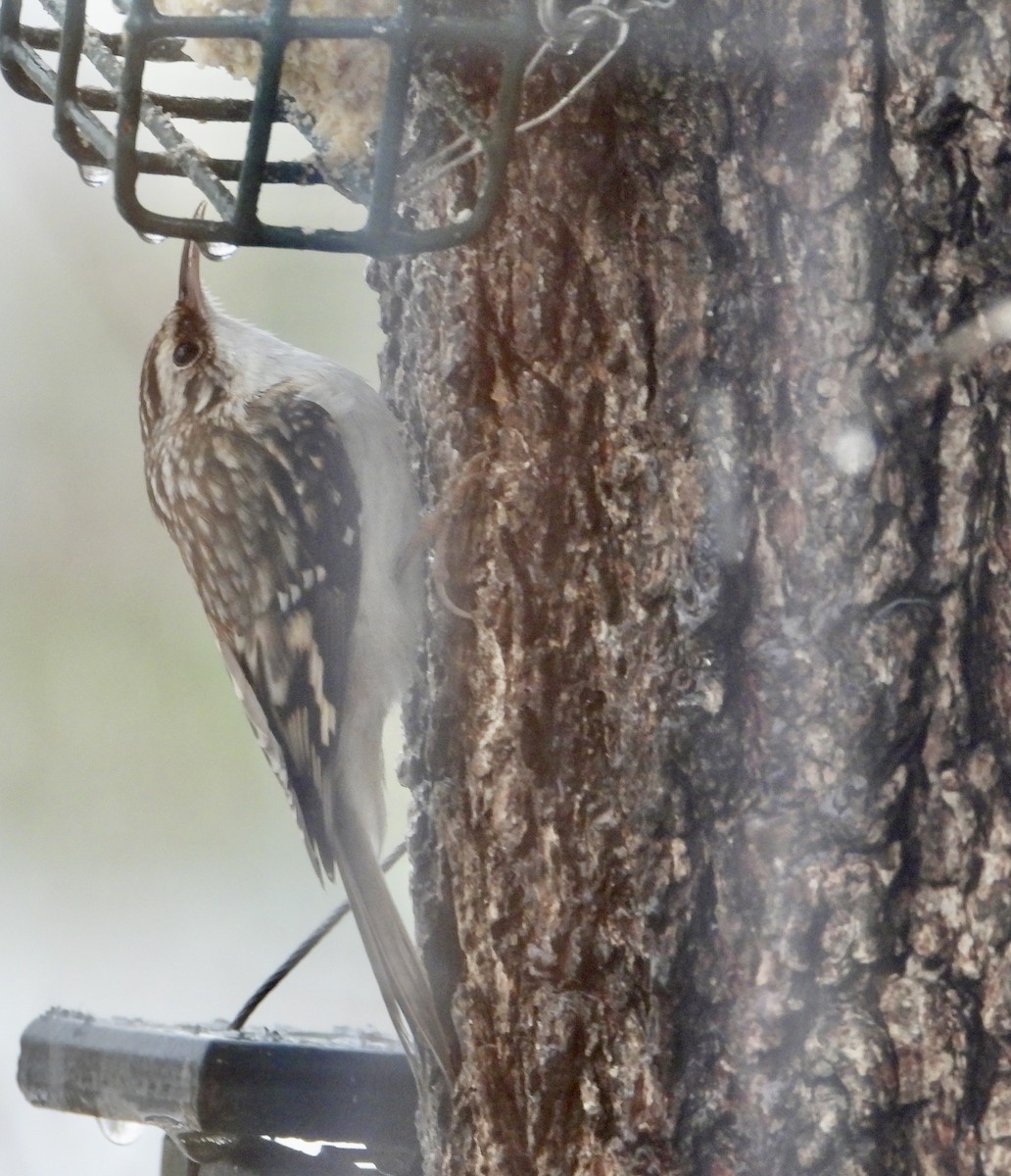 Brown Creeper - ML646634738