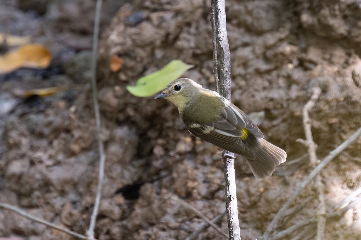 Yellow-rumped Flycatcher - ML646634739