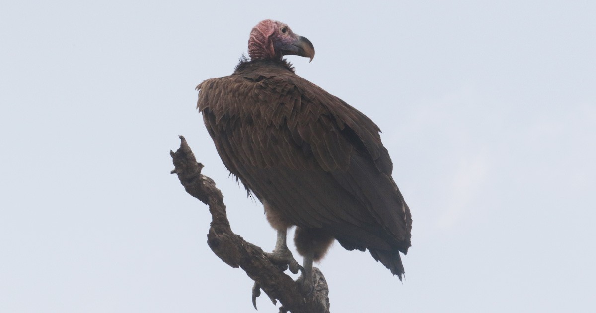 Buitre Torgo - ML646634740