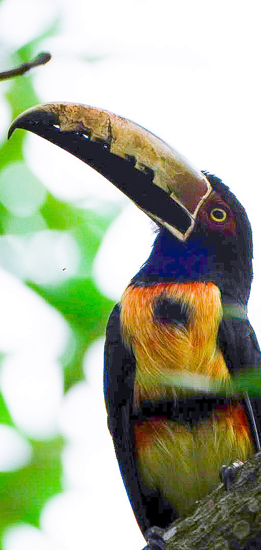 Collared Aracari - ML646634741