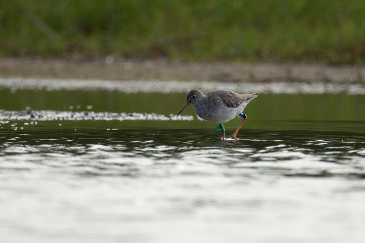 Kızılbacak - ML646634742