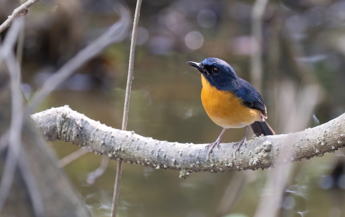 Mangrove Blue Flycatcher - ML646634743