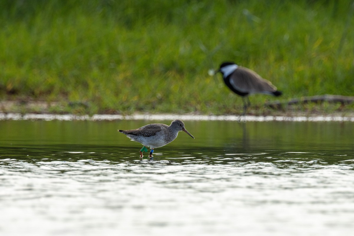 Kızılbacak - ML646634744