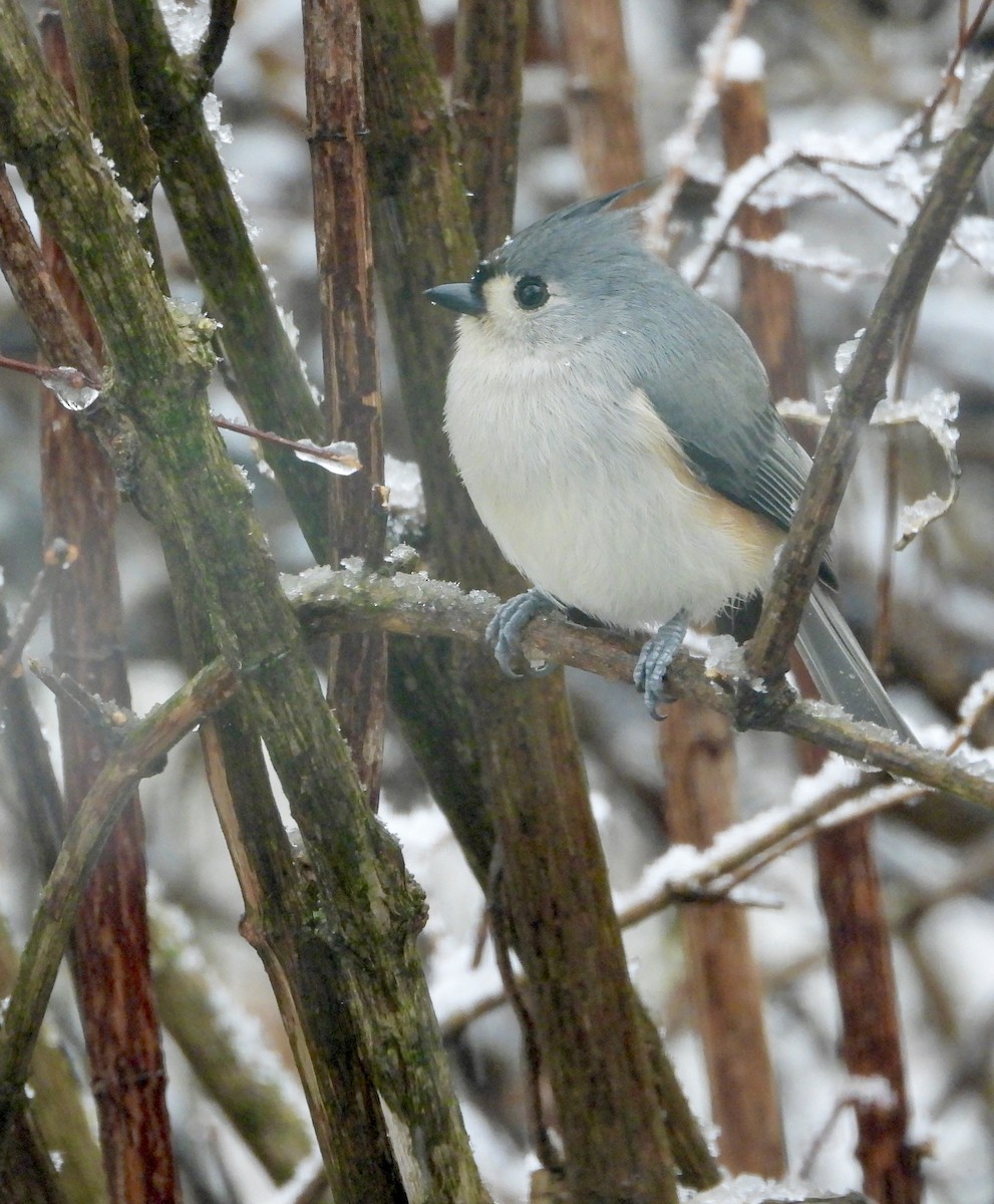 Tufted Titmouse - ML646634745