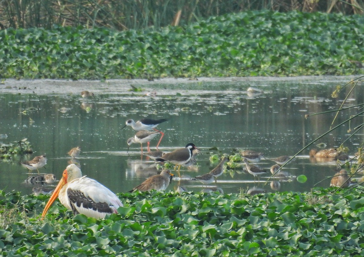 Gri Başlı Kızkuşu - ML646634747