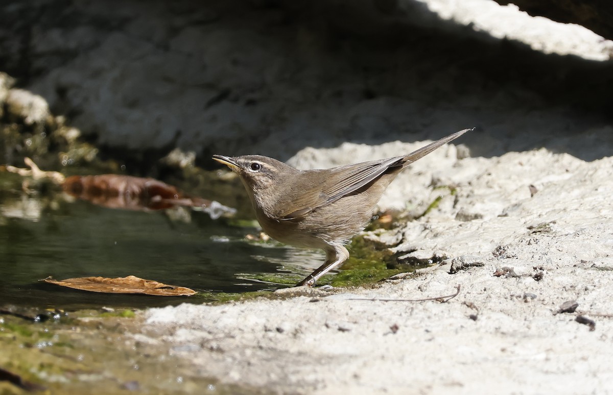 Esmer Çıvgın - ML646634749