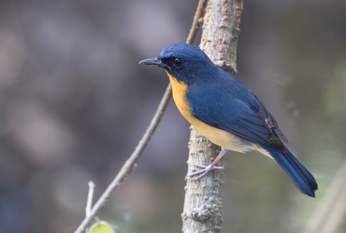 Mangrove Blue Flycatcher - ML646634751