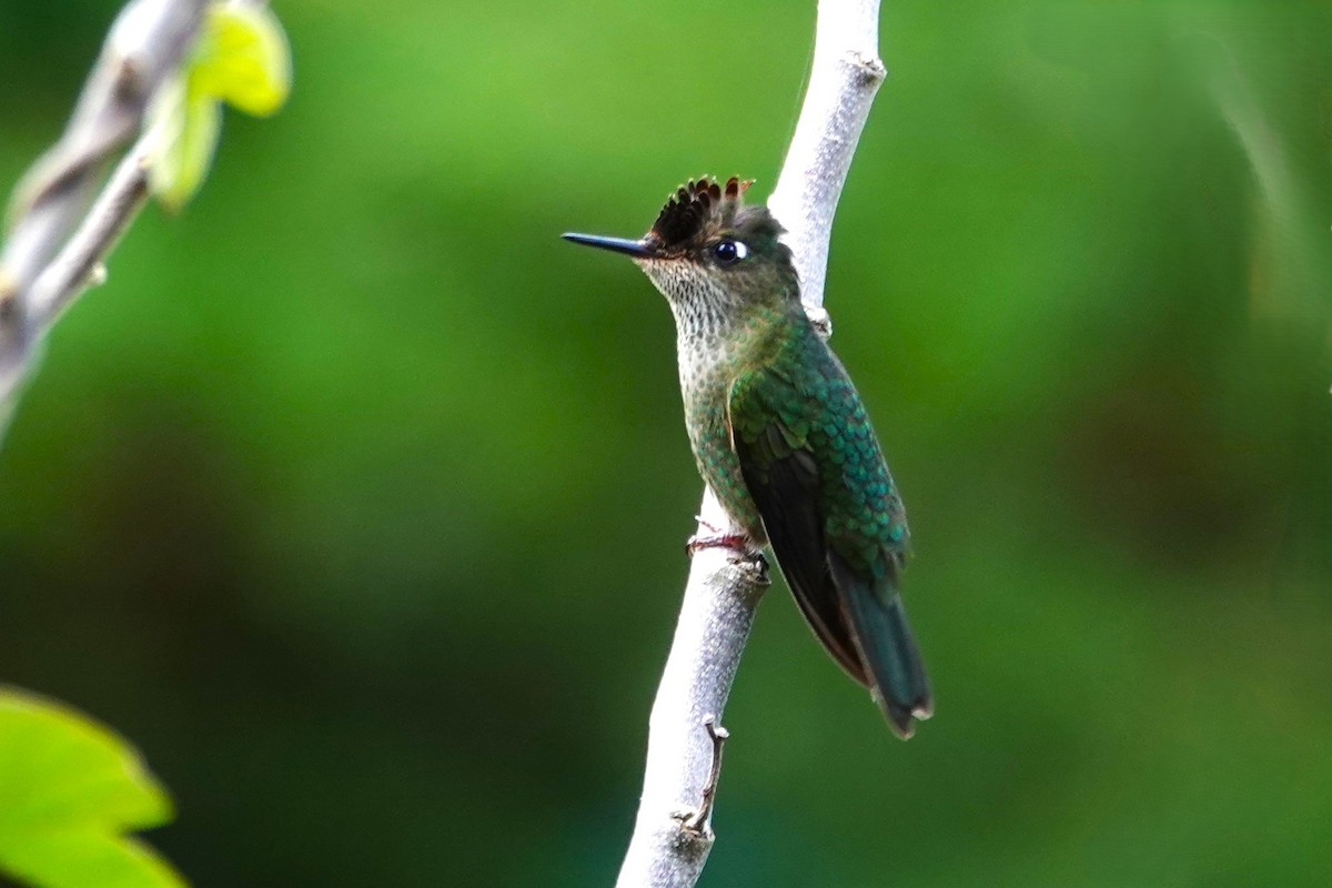 ベニイタダキハチドリ - ML646634756