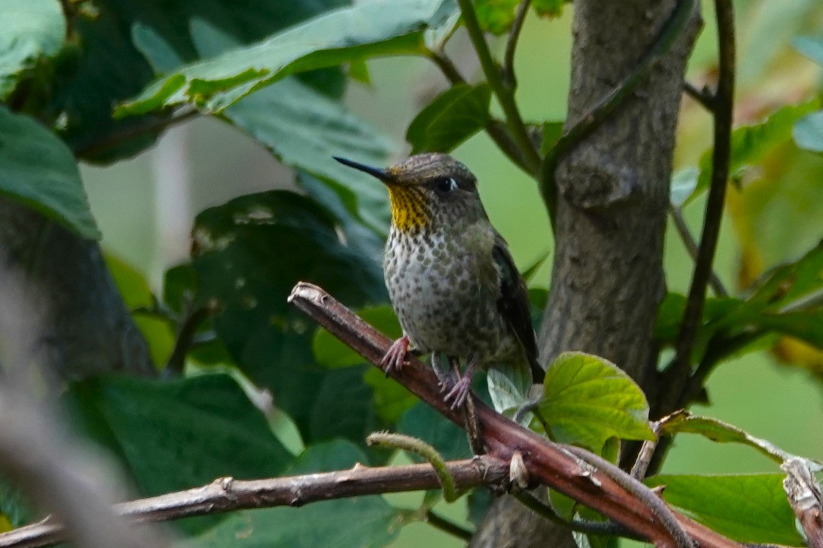 ベニイタダキハチドリ - ML646634757