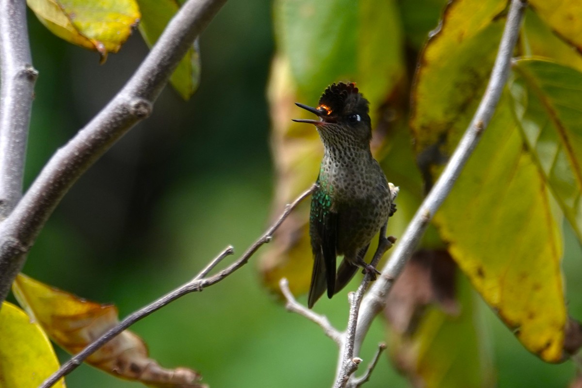 ベニイタダキハチドリ - ML646634758