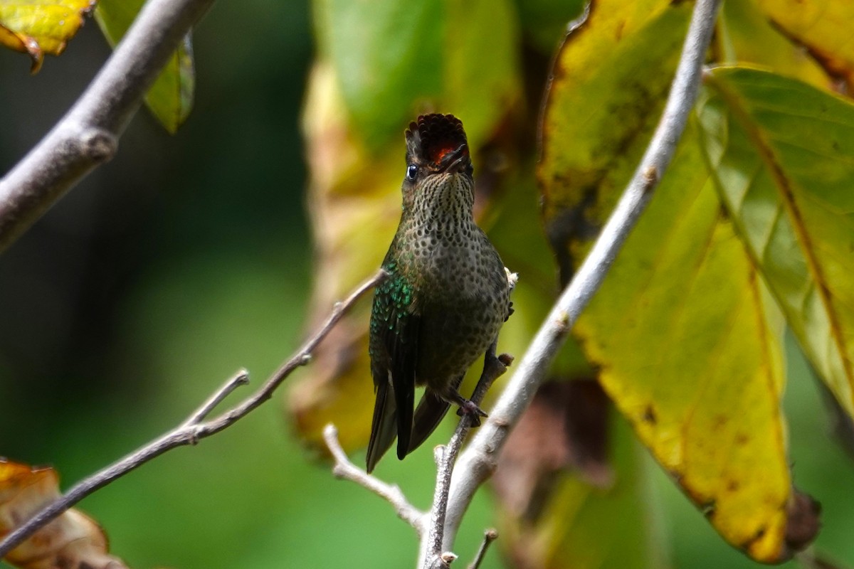 ベニイタダキハチドリ - ML646634759