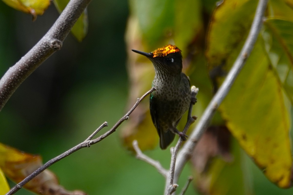 ベニイタダキハチドリ - ML646634760