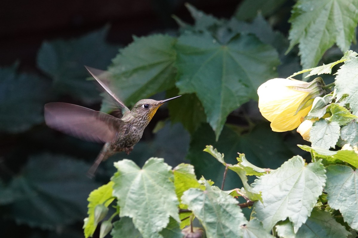 ベニイタダキハチドリ - ML646634761