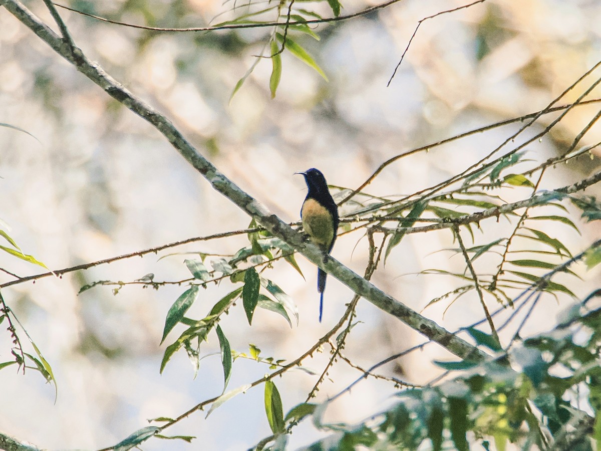 Траурная нектарница - ML646634762