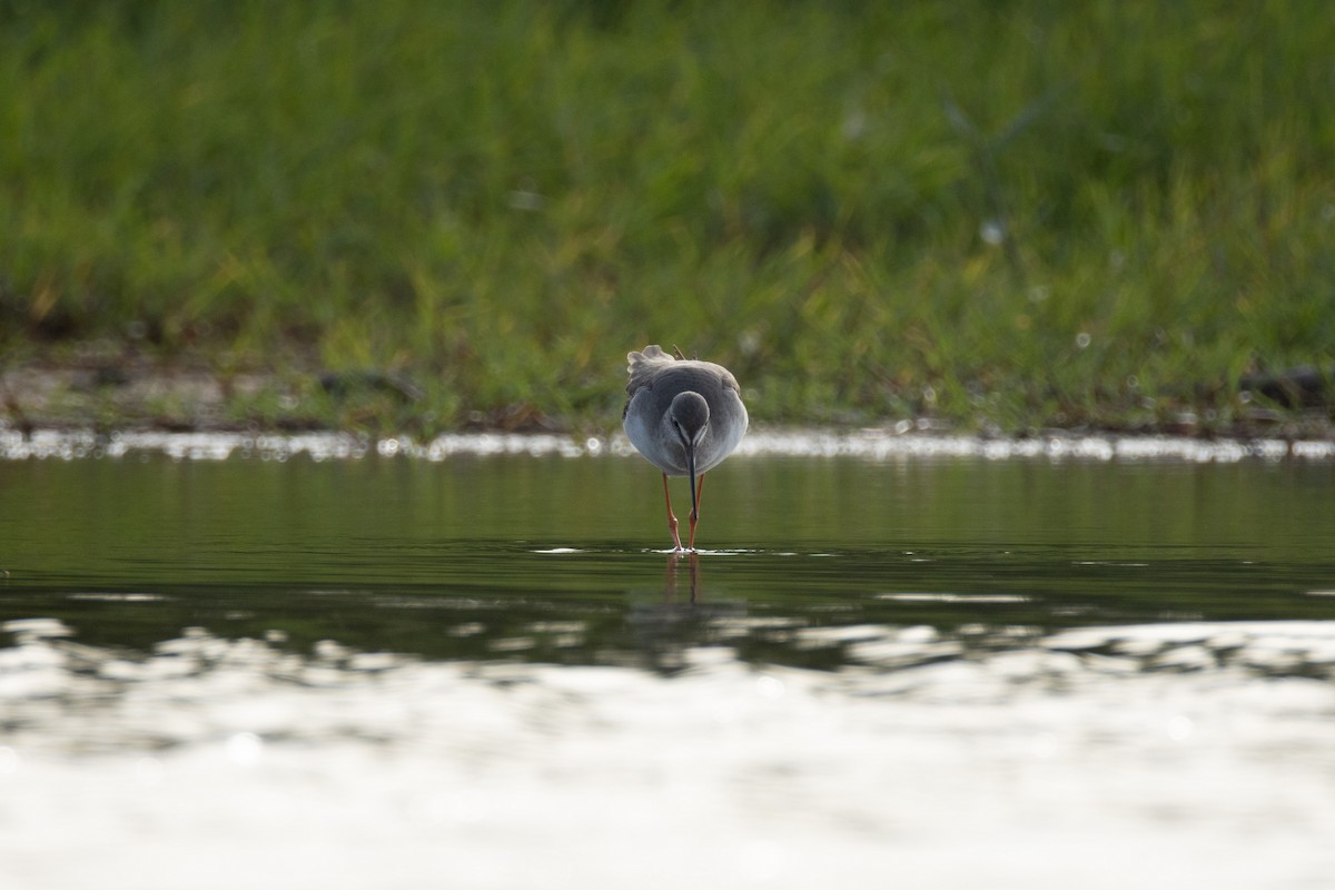 Kara Kızılbacak - ML646634764