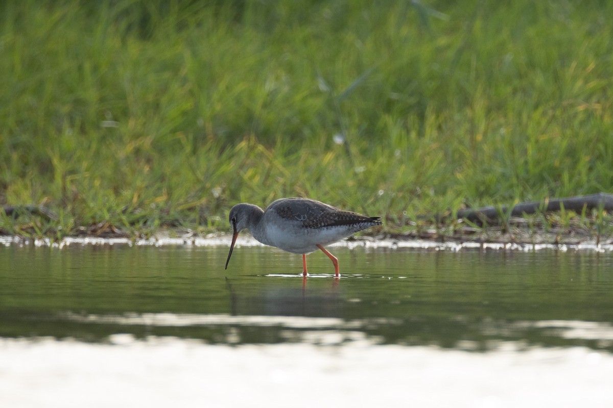 Kara Kızılbacak - ML646634765