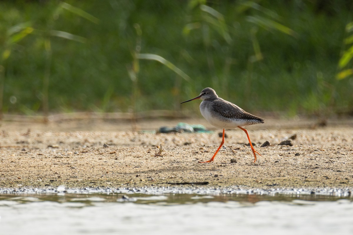 Kara Kızılbacak - ML646634766