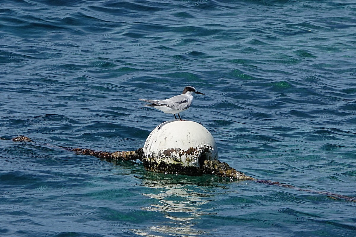 Little Tern - ML646634769