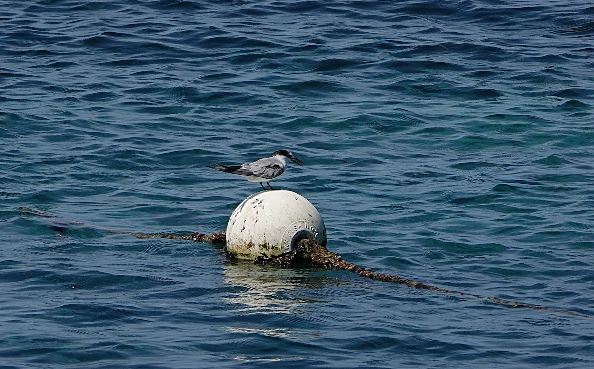 Little Tern - ML646634770