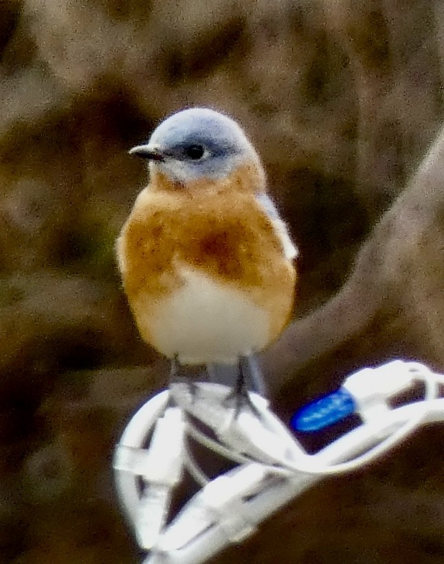 Merlebleu de l'Est - ML646634772