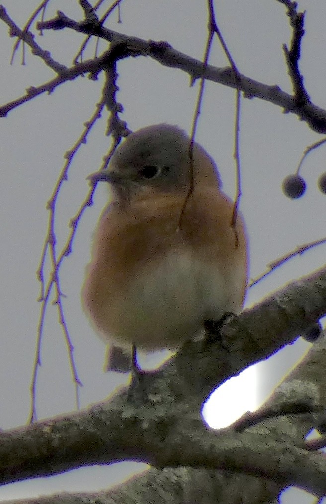 Merlebleu de l'Est - ML646634773